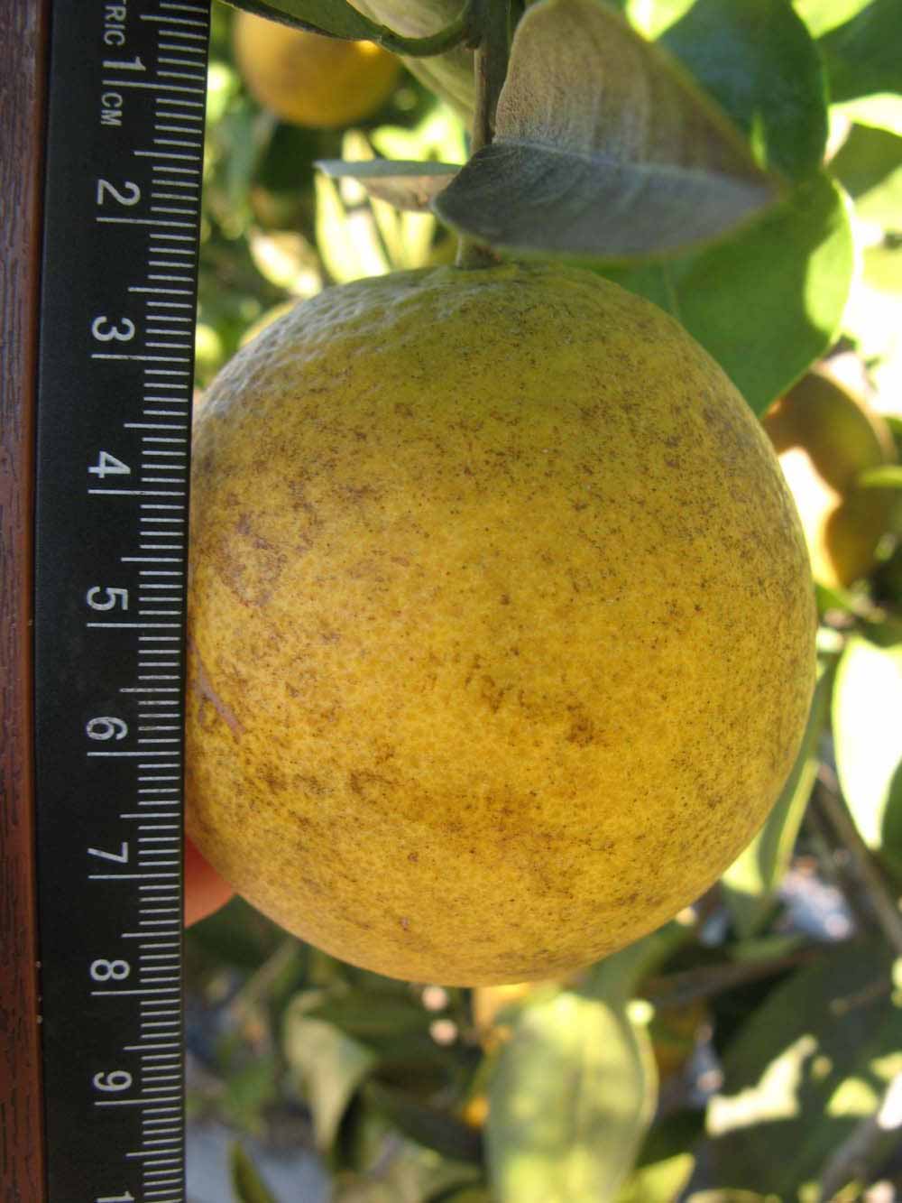            Fruit (Winter Haven, FL)   